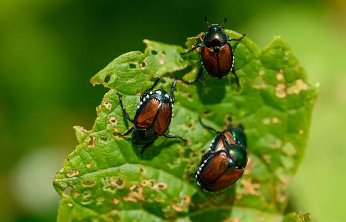Crushes Beetles As Blush