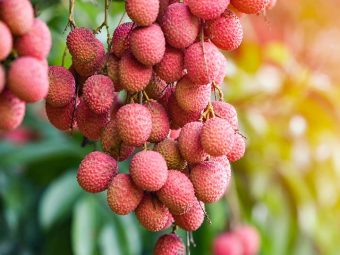 Litchis (Lychees) Benefits and Side Effects in Hindi