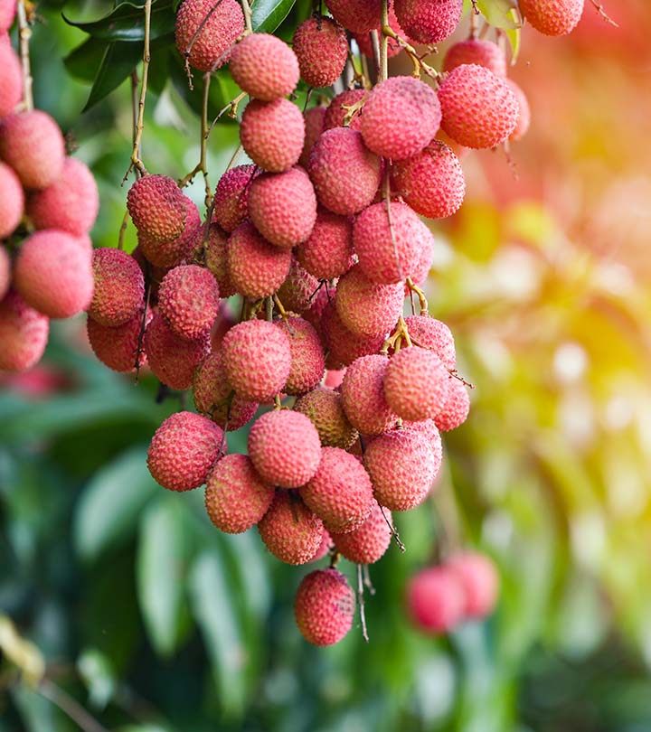 लीची के 17 फायदे, उपयोग और नुकसान – Litchis (Lychees) Benefits and Side Effects in Hindi