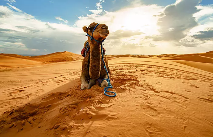 Camel Pee To Get Shiny Hair