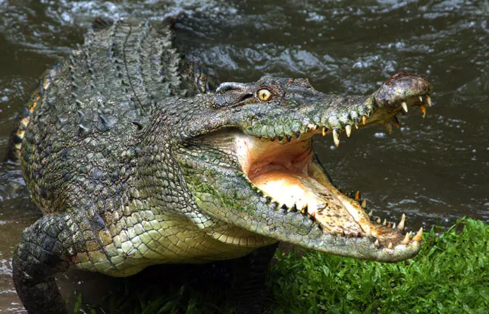 Crocodile Dung For Anti-Ageing