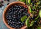 7 Benefits of Maqui Berry, Nutrition, Recipes, And More