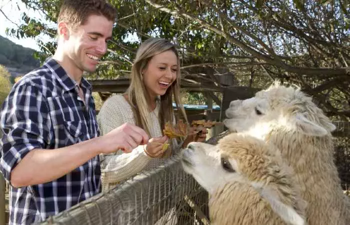 A woman and a man visiting a zoo on their first date