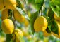 Benefits Of Lemon Leaves
