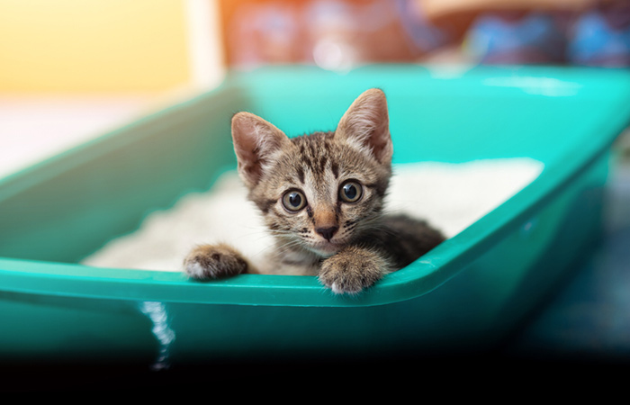 Cleaning Your Cats Litter