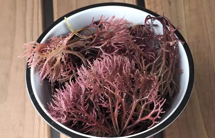 Edible sea moss