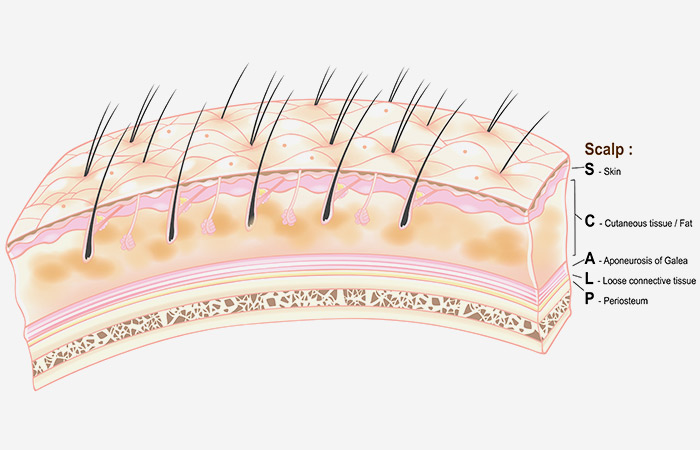Layers of the scalp