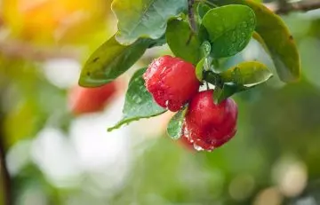 Acerola cherries hanging from the tree