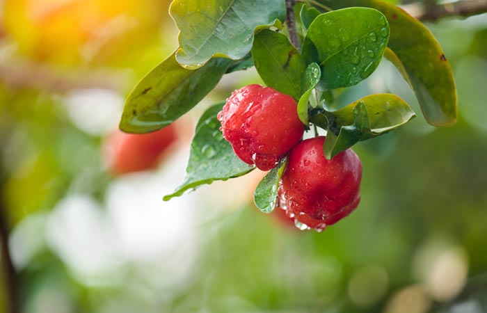 Acerola cherries hanging from the tree