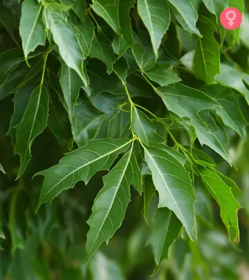 Fresh neem leaves