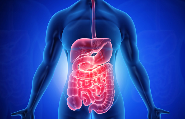  Bladderwrack improves gastrointestinal function