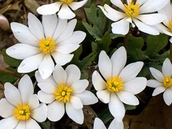 Bloodroot: 5 Major Benefits, How To Use, And Side Effects