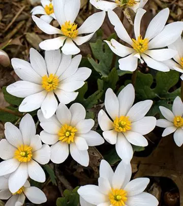 Bloodroot 5 Major Benefits, How To Use, And Side Effects
