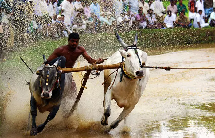 Bull Surfing