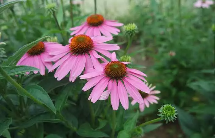 Echinacea plants in green fields