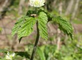 Goldenseal: 9 Potential Health Benefits, Dosage, And Possible Side ...