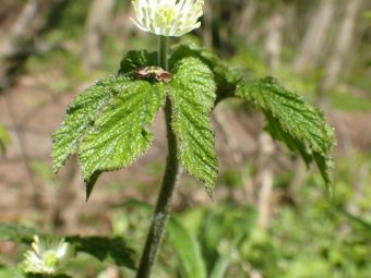 Goldenseal 9 Potential Health Benefits, Dosage, And Possible Side Effects
