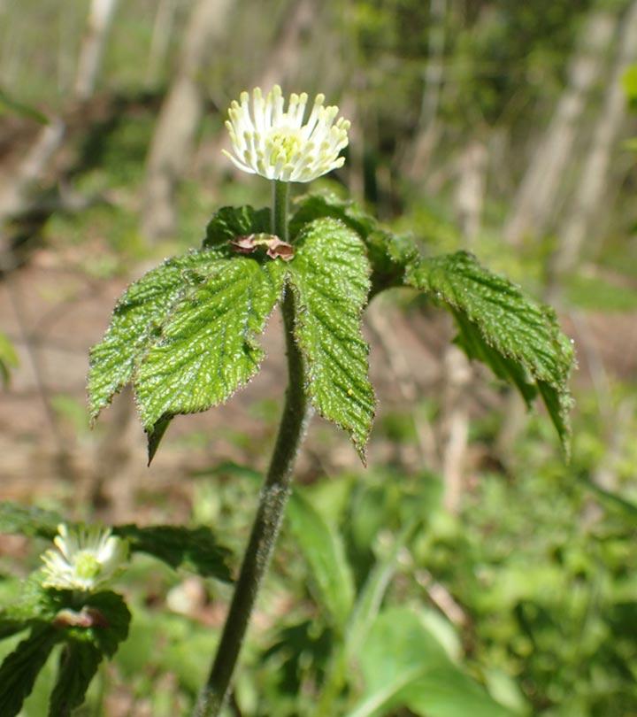 9 Potential Health Benefits Of Goldenseal