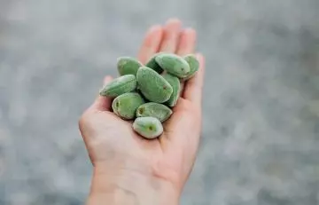 Green almonds on a palm