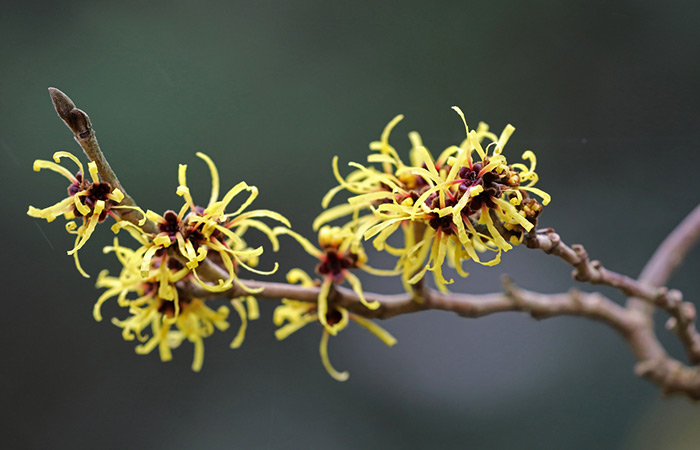 Witch hazel is an herb for acne