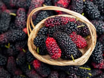 Mulberry Benefits, Uses and Side Effects in Hindi