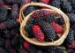 शहतूत के फायदे, उपयोग और नुकसान - Mulberry Benefits, Uses and Side ...
