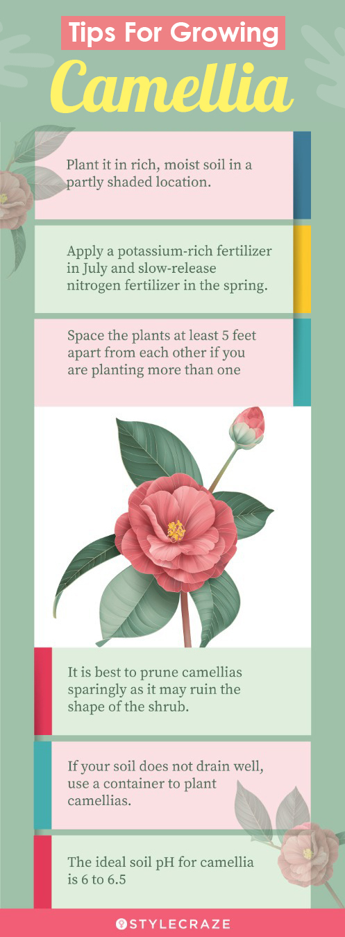 tips for growing camellia (infographic)
