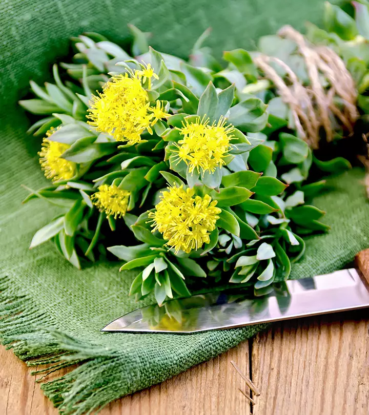 Rhodiola Rosea: 8 Benefits, Dosage, And Side Effects
