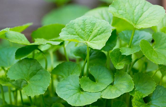 Cos'è la centella asiatica? Cos'è la centella asiatica?
