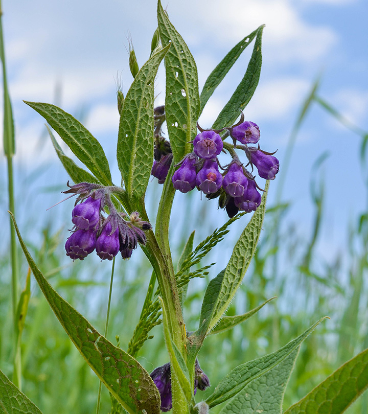 4 Benefits Of Comfrey, How It Works, & Possible Side Effects