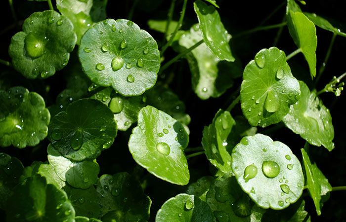 Madecassoside is an active ingredient of the Centella Asiatic plant 