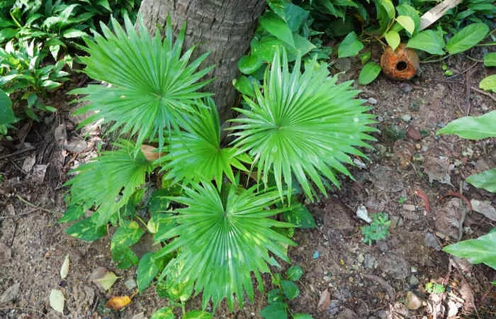 What Is Saw Palmetto?
