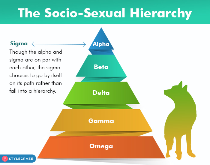 The role of sigma male in the socio-sexual hierarchy