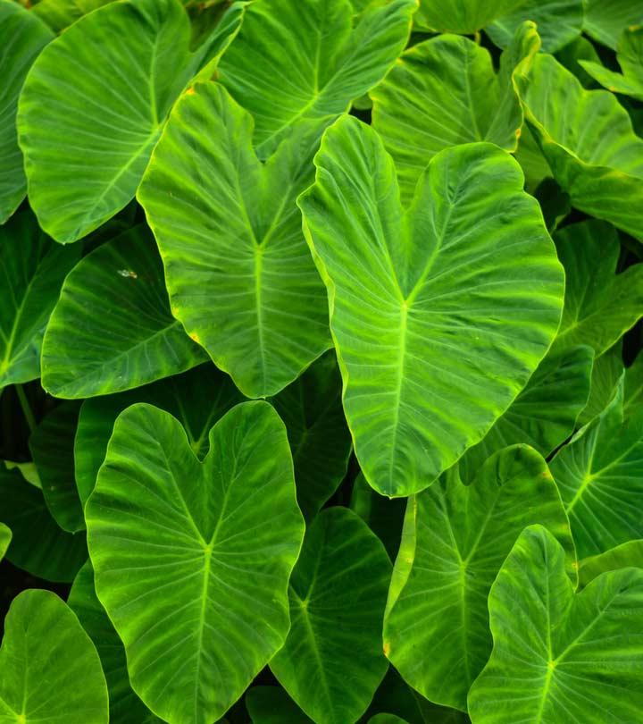  10 Benefits Of Arbi Leaves In Hindi