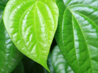 Benefits of Betel Leaves for Skin in Hindi