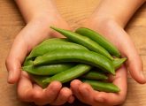 Sugar Snap Peas: Nutrition Facts, Benefits, And Possible Risks