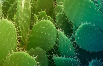 Jamaicans Like To Use Oil Derived From Cacti