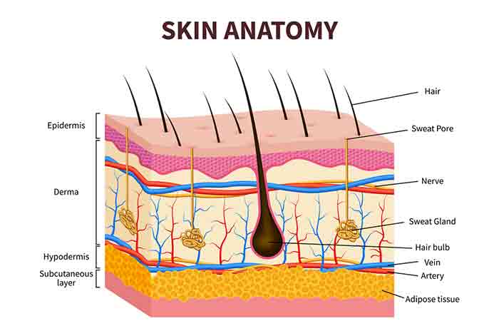 Anatomía de la piel de piel gruesa y piel fina.