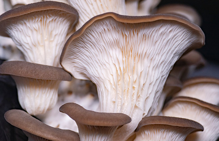 Close up of the underside of oyster mushrooms