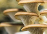 Oyster Mushrooms: Nutrition, Benefits, Recipes, And Side Effects