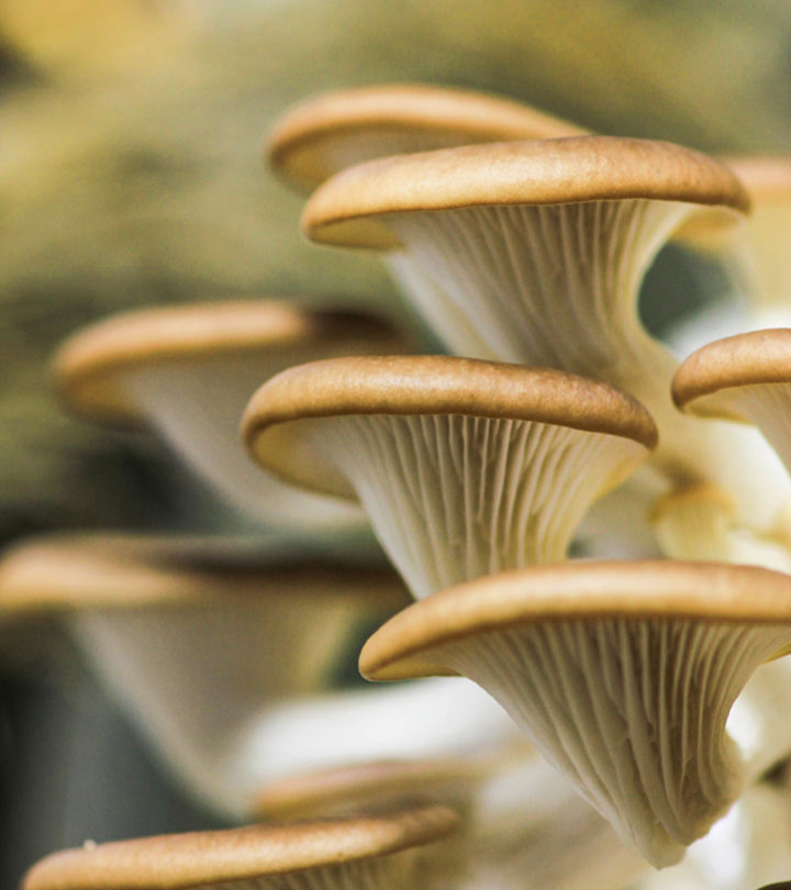 Oyster Mushrooms: 6 Potential Health Benefits And Nutrition Facts