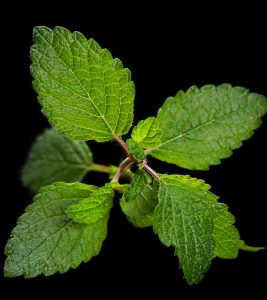 Reasons-Lemon-Balm-Is-A-Must-Have-Ingredient