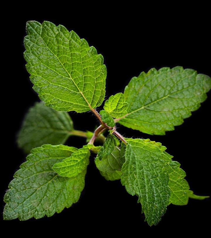 Reasons Lemon Balm Is A Must-Have Ingredient