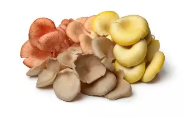 Different types of oyster mushrooms