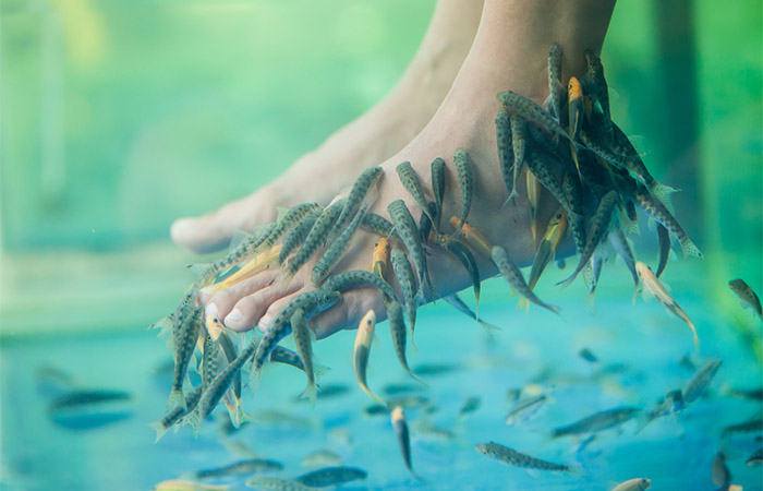 Fish nibbling away dead skin on person's feet
