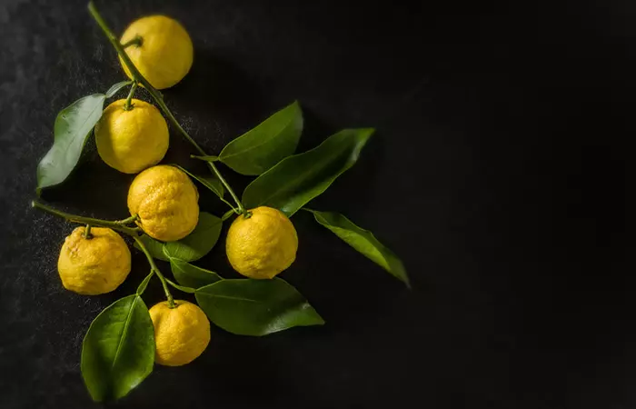 Yuzu fruits hanging on a branch