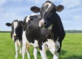 गोमूत्र के फायदे, उपयोग और नुकसान - Cow Urine (Gomutra) Benefits in ...