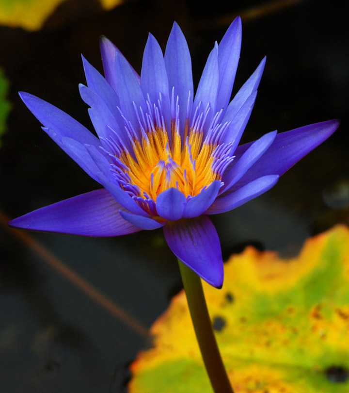 6 Reasons To Have Blue Lotus Flower