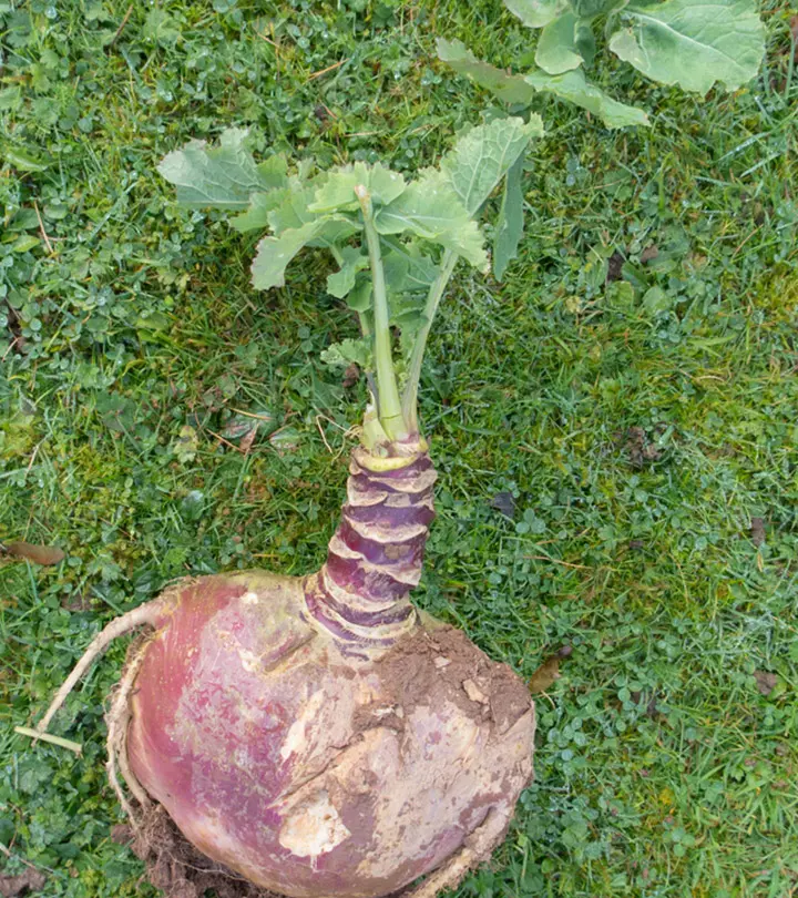 What Is Rutabaga? Nutrition, Health Benefits, And Side Effects