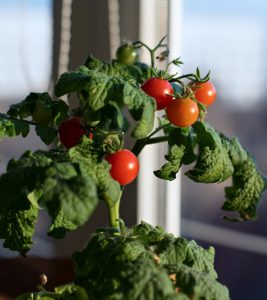 8 Vegetables You Can Comfortably Grow In Your Apartment